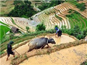 Bóng đá anh, ngoại hạng anh, lịch thi đấu euro 2012, Di sản Ruộng bậc thang Mù Cang Chải vào mùa gieo cấy 